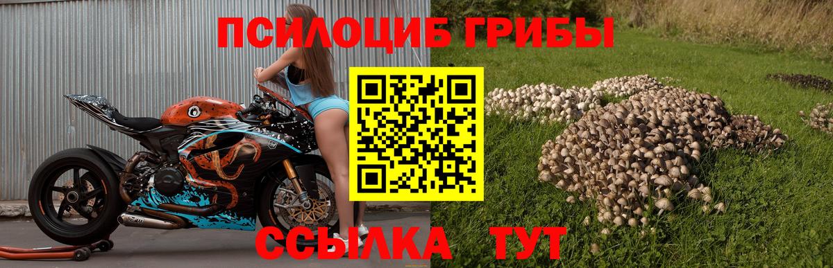 Псилоцибиновые грибы Cubensis Долгопрудный